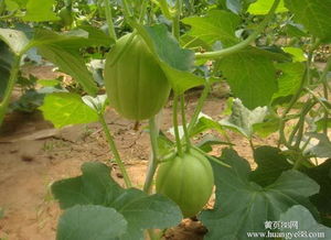 深圳蔬菜 高速发展中的温暖治愈
