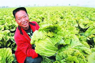 山东十大知名农产品品牌中的璀璨明珠 胶州大白菜的魅力